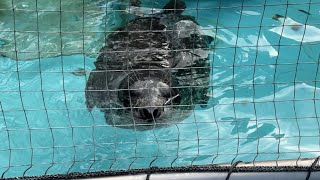 キャンディお父さんユカお母さんと赤ちゃん勢ぞろい【‎2024年‎1月‎4日】【上野動物園】ゼニガタアザラシ