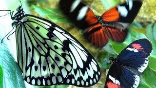 Amazing Facts About Butterflies for Kids!