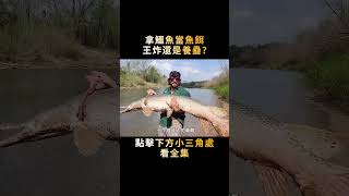 在亞馬遜用鱷魚釣魚，秒速釣上罕見巨無霸，到底是種什麽體驗？#shorts