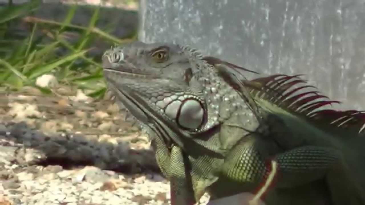Key West Iguana Youtube