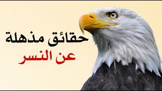 حقائق مذهلة عن النسر | الطائر الذي لا يعرف الخوف