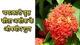 Sita Ashoka tree benefits // चमत्कारिक वृक्ष सीता अशोक के औषधीय गुण