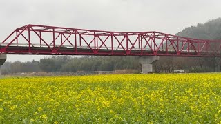 2023/02/23　ほぼ見頃です！　若宮（畑の前河川敷）の菜の花畑　その４　〜愛媛県大洲市〜