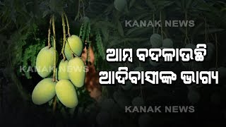 Adivasi Farmers Earning Good Income By Mango Farming In Malkangiri