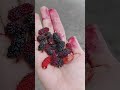 #Picking #mulberry #fruit & stains in my hand #fruit