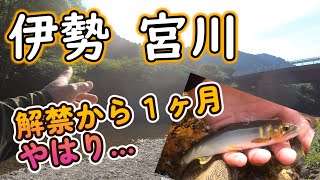 宮川 解禁から１ヶ月たったので状況報告です。今年は...【2022年】