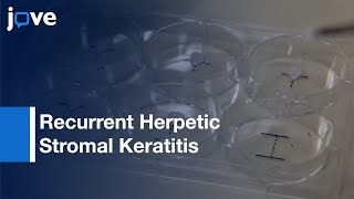 Recurrent Herpetic Stromal Keratitis In Mice, Model For Studying Human HSK l Protocol Preview