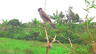 pikat burung kutilang manggil suara keras ngotot dapat muda hutan