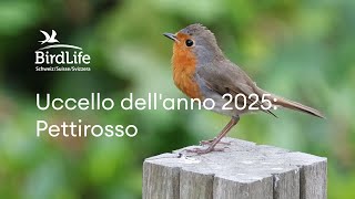 Uccello dell'anno 2025: Pettirosso