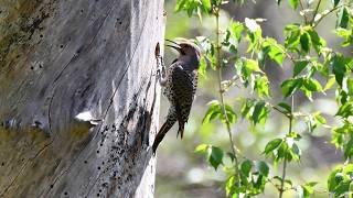 Get To Know The Northern Flicker