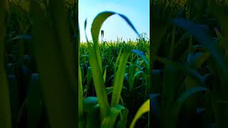 #desi #desilife #haryanvi #farm #farming #wheat @YouTube