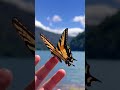 Swallowtail butterfly at Blue River Lake, Oregon, USA