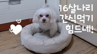 16살 나리 간식을 자꾸 달라고 해서 방석 아래 숨겼더니~