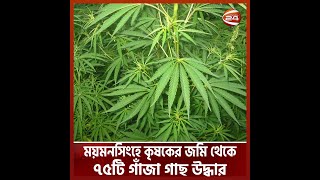 ময়মনসিংহে কৃষকের জমি থেকে ৭৫টি গাঁজা গাছ উদ্ধার | Cannabis | Channel 24