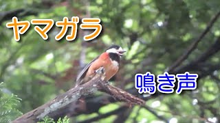 【野鳥観察】ヤマガラの鳴き声