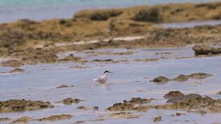 Little tern \u0026 Roseate tern in Amami island Seaside National Geo Park