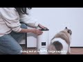 Lulupet Smart Pet Feeder Wifi Tuya Auto Pet Feeder