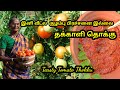 தக்காளி சீசன்ல இப்படி செஞ்சு வச்சுக்கணும் # தக்காளி தொக்கு l Tomato thokku