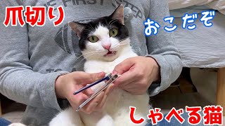 爪切りが嫌で怒りながらしゃべる猫。そして賢者に？