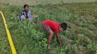 তিনজন মিলে মাঠে গেলাম, শাক তুললাম, ভোর চারটে থেকে মাটি পড়ছে।