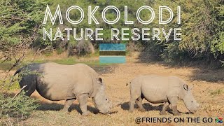 Ep 6 | Botswana Road Trip 🇧🇼 | Day 3: Mokolodi Nature Reserve Game Drive [Friends on the Go]