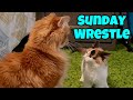 A Sunday Wrestle