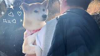 パパの前ではか弱い乙女でいたい柴犬 Momo pretend to be a helpless baby to get dad's attention