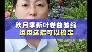 秋天的月季新叶出现了卷曲皱缩发黑，需及时处理，不然好看的秋花就没了，运用这招可以搞定