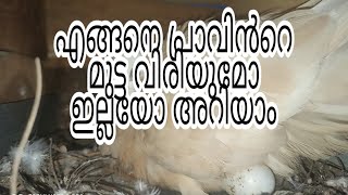 പ്രാവിൻറെ മുട്ട വിരിയുമോ ഇല്ലയോ എങ്ങനെ അറിയാം |How to identify resulted pigeon egg