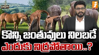 కొన్ని జంతువులు నిలబడి ఎందుకు నిద్రపోతాయి ? | Strange Ways Animals Sleep | In Depth | iNews