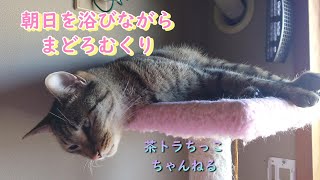 朝日を浴びながらまどろむキジトラくり。＃猫＃猫好きさんと繋がりたい＃保護猫出身＃多頭飼い＃猫がいる暮らし＃cat＃cute＃cutecat