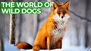 Wildlife - Just Wild Dogs | Free Documentary Nature