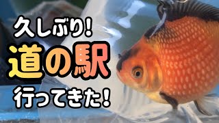 久しぶりの道の駅行ってきた！いいのたくさんいました！の回　金魚大好き悠tube