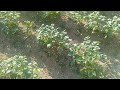 how to grow potatoes সারিবদ্ধভাবে জমিতে আলু চাষ আলু চাষের সঠিক পরিচর্যা