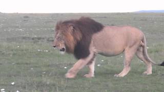 Male Lion Walking