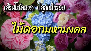 3 ไม้ดอก มหามงคล  ไม้มงคล เรียกทรัพย์ เสริมดวง ปรับฮวงจุ้ย ปลูกแล้วรวย เฮง 🌸🌺🌷