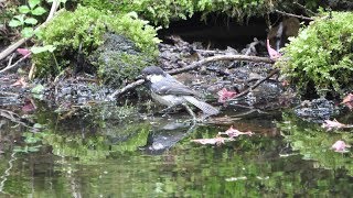 河口湖フィールドセンターのヒガラの水浴び　その６１（4K60P動画）