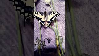 Красота #live #nature #моменты #бабочка #butterfly #лето #summer #насекомые #прогулки #деревня