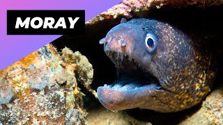 Mediterranean Moray 💀 The Underwater Predator You Don't Want To Meet!