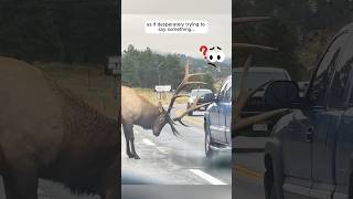 This elk blocked the highway asking help from humans #shorts