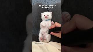 #这小猫谁养谁不迷糊 #它真的好像个小宝宝 #猫猫真的好像个小宝宝 #铲屎官的乐趣 #被迫营业的猫猫