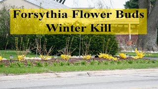 Forsythia Flower Bud Winter Kill