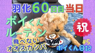 8- 飛べないオオスカシバ【羽化60日目当日の一日】ルーティン!