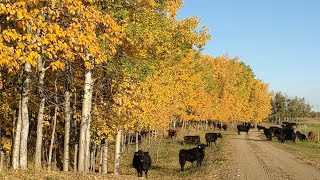 Alberta Ranch - 2023 Year in Review