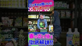 【春の寄せ植え徹底解説】もう迷わない!? 失敗しない!? 寄せ植えって、こうすれば良いんだｯ!【教えて服部さ～ん!】#shorts