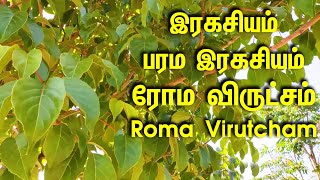 இரகசியம் பரம இரகசியம் | ரோம விருட்சம் | Roma Virutcham |  Roma Viruksham | Medicinallive | #Bachelor