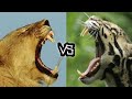 The Strength of Lions vs Tigers Revealed