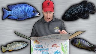 RARE African Cichlids FIsh Store Unboxing Captive Breed Tropical Fish