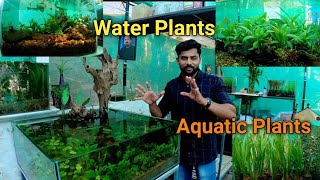 Water Plants/ Aquarium Plants and Aquarium Ideas