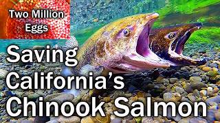 Saving California's Chinook Salmon